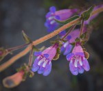 Gay Penstemon/Penstemon laetus
