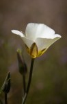 Mariposa Lily/Calochortus leichtlinii