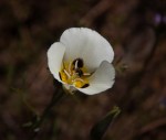 Mariposa Lily/Calochortus leichtlinii