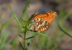 Northern Checkerspot