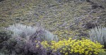 Sulfur Buckwheat Hillside