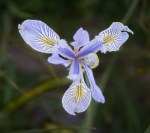Western Blue Flag/Iris&nbsp;missouriensis