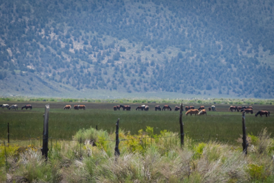 Wild Horses | Natural History Wanderings
