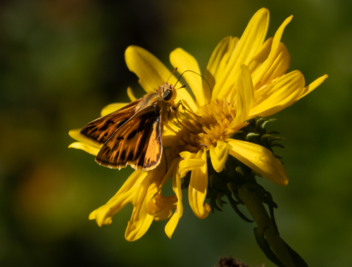 A Couple of Photos from the Regional Parks Botanic Garden | Natural ...