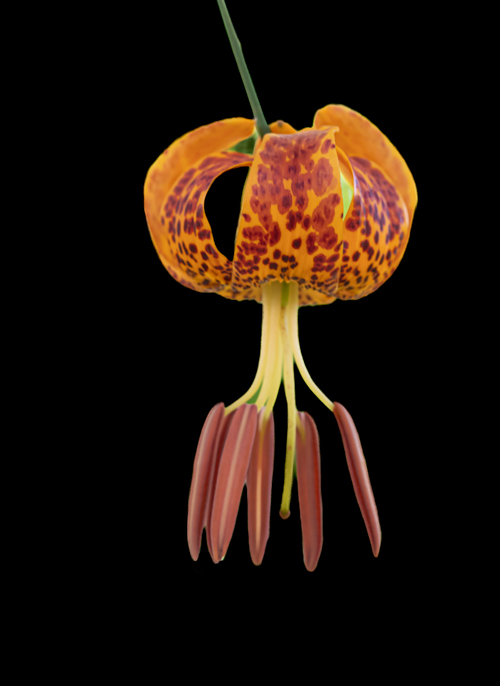 First Bloom This Season of Humboldt’s Lily | Natural History Wanderings