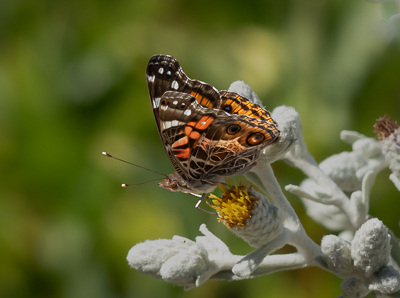 Regional Park Botanic Garden Photos August 24, 2024 | Natural History ...