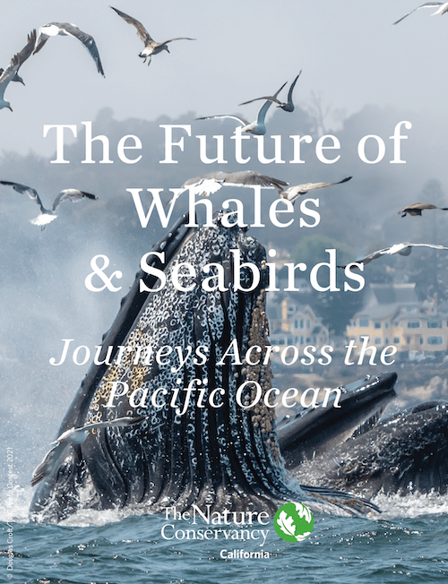 The Future of Whales and Seabirds Webinar | Natural History Wanderings
