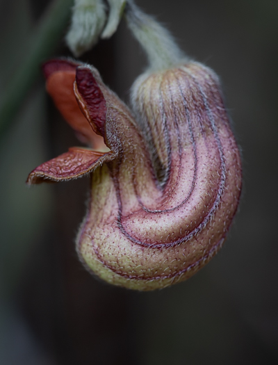 Regional Parks Botanic Garden Photos 1/29/25 | Natural History Wanderings