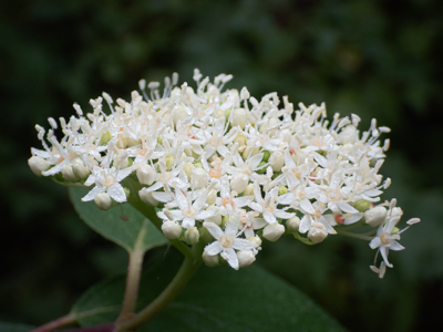 Regional Parks Botanic Garden Photos 9/8/25 | Natural History Wanderings