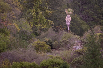 Photos from the Regional Parks Botanic Garden 11/12/25 | Natural ...