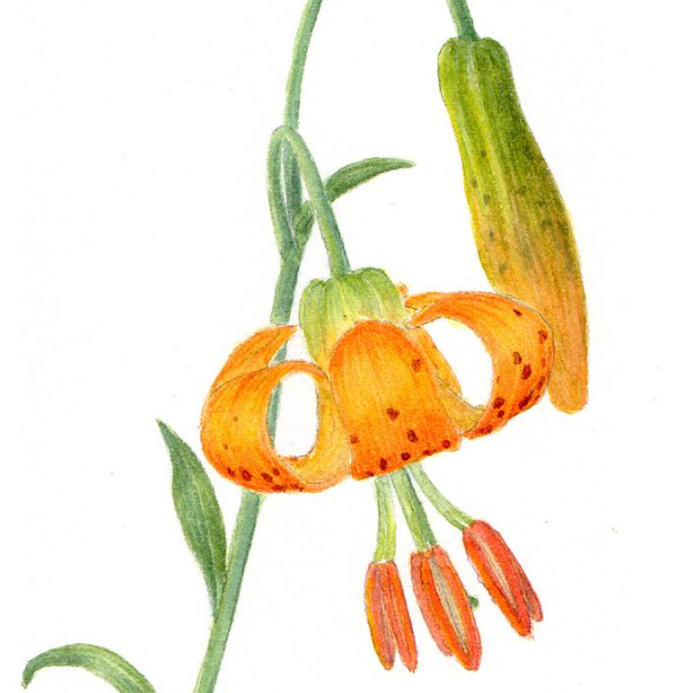 Drawing and Painting Wildflowers Throughout the West