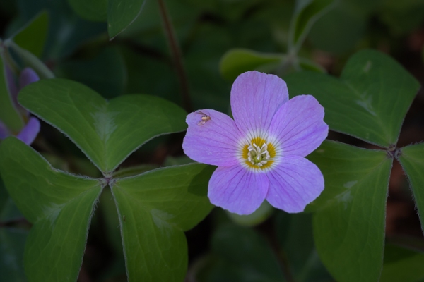 Regional Parks Botanic Garden Photos 3/3/26 | Natural History Wanderings